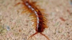 Hogyan lehet megszabadulni a negyven bőrű házaktól